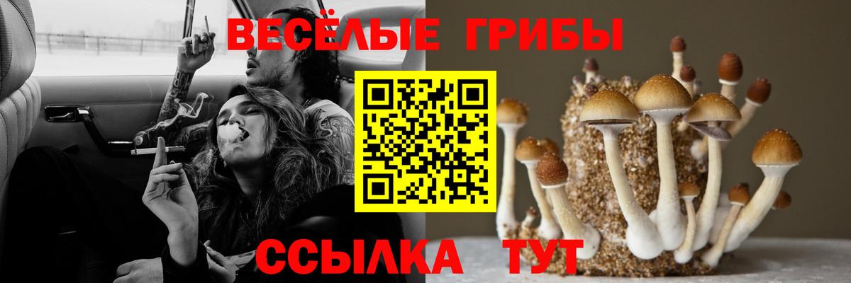 Галлюциногенные грибы Cubensis Клинцы